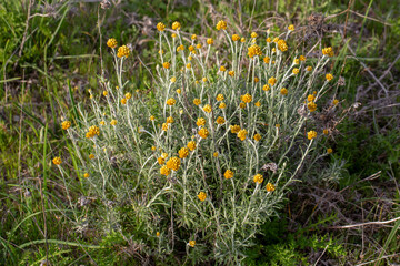 Close up view of helichrysum arenarium, immortel, dwarf everlast sunny yellow flowers