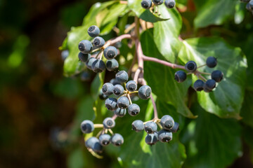 Fruits of the Ivy Hedera Helix Line. Fruit fruit helix (common, English ivy, European ivy). Black helix fruit and purple berry among ivy leaves. © Esin Deniz
