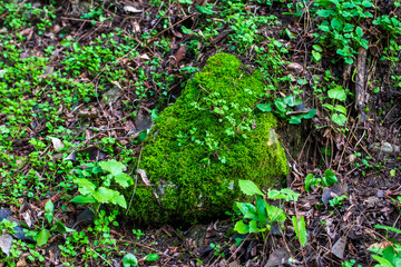 Green moss on stone in forest