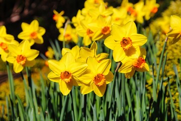 Fototapeta premium Yellow and Orange Spring Daffodils in Full Bloom.
