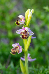 Wild orchid in nature. Scientific name; Ophrys scolopax