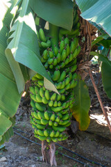 Bunch of green and yellow bananas in the garden. Turkey - Alanya