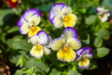 Pansy flower  clipping path included. Spring garden viola tricolor