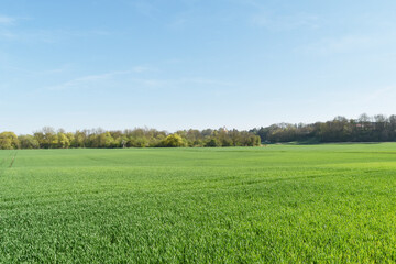 Weizen,  Winterweizen,  Triticum aestivum