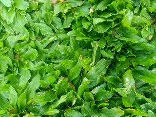 Garden grass, fertile to beautify the garden in the yard, can also be used for football fields