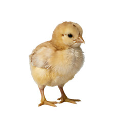 Fototapeta premium Cute yellow baby chick standing alone on a white background, Transparent Background of baby White chick, chick baby image. 