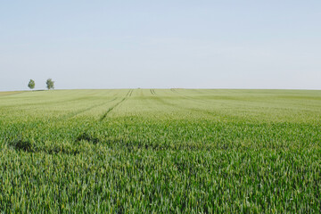 Fototapeta premium Weizen, Winterweizen, Triticum aestivum