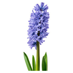Naklejka premium Beautiful Hyacinth Flower Blooming in Soft Purple Color Outdoors, isolated on transparent background.