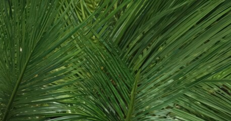 Vibrant green palm leaf texture, close-up detail , vegetation, eco