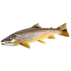 Naklejka premium Trout swimming in clear water, showcasing its vibrant colors and patterns in a natural habitat