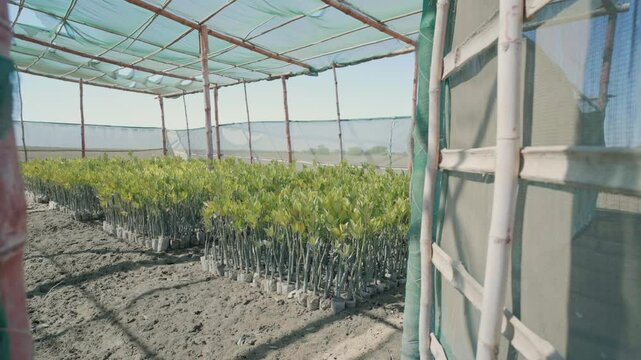 Rows of mangrove saplings growing in a greenhouse in Balochistan, Pakistan, promoting sustainable forestry and coastal ecosystem restoration