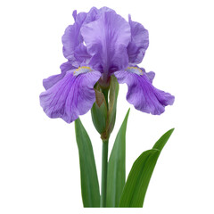 Beautiful Purple Iris Flower Blooms with Green Leaves isolated on transparent background.