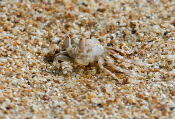 A crab is sitting in the sand