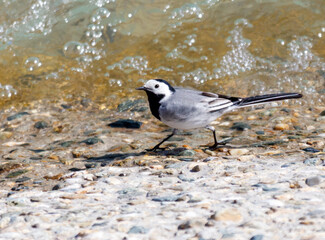 A bird is walking on a rocky beach