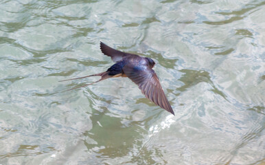 Obraz premium A swallow bird flies over the water.