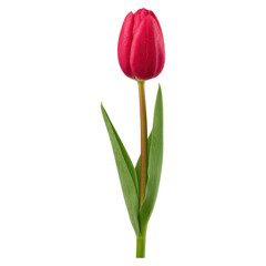 Single Pink Tulip Flower on Green Stem with Fresh Leaves, isolated on transparent background.