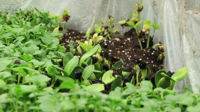 Time lapse and close up of sunflowers sprouts swaying back and forth trying to outgrow other micro greens plants in controlled condition inside lighting tent
