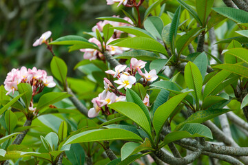 A tree with pink flowers and green leaves
