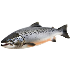 Naklejka premium Freshly caught trout showcasing its vivid colors and sleek body in a natural setting near a river during a sunny afternoon