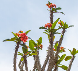 A group of red flowers are growing on a tree