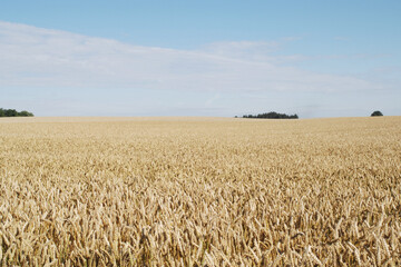 Weizen,  Winterweizen,  Triticum aestivum