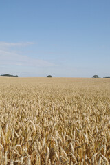 Weizen,  Winterweizen,  Triticum aestivum
