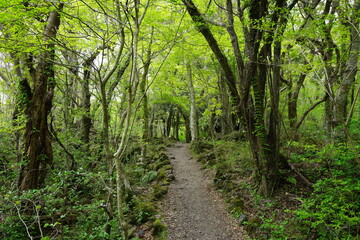 fresh green forest and fine path