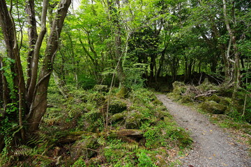 Obraz premium mossy rocks and old trees in wild forest 