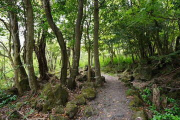 Obraz premium fresh green forest and fine path