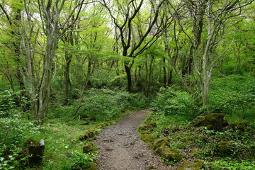 fresh green forest and fine path