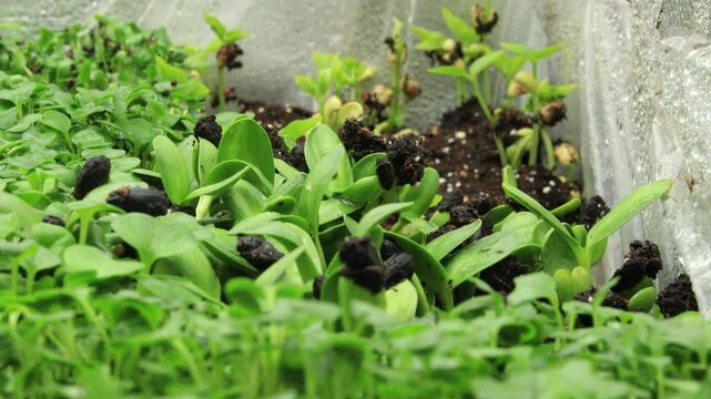 Super Time lapse and close up of sunflower sprouts swaying spontaneously while trying to outgrow other microgreens inside light tent