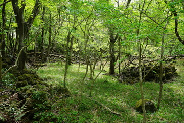 mossy rocks and old trees in wild forest
