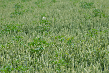 Weizen,  Winterweizen,  Triticum aestivum