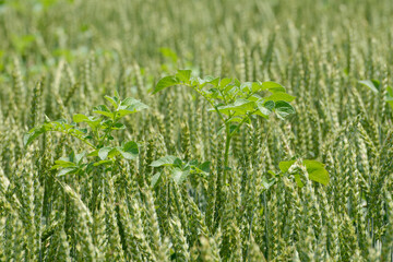 Weizen,  Winterweizen,  Triticum aestivum