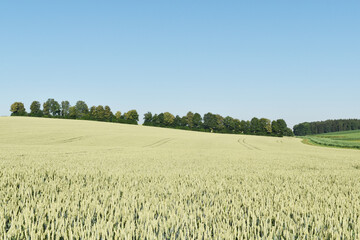 Weizen,  Winterweizen,  Triticum aestivum