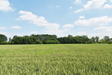 Fototapeta premium Weizen, Winterweizen, Triticum aestivum