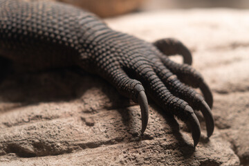 Komodo Dragon claw