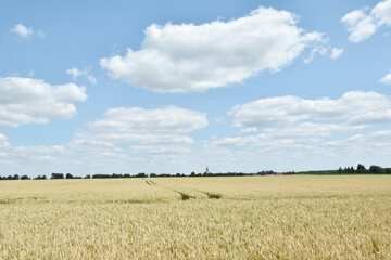 Weizen,  Winterweizen,  Triticum aestivum
