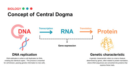 Educational diagram illustrating the concept of the central dogma, showing the flow of genetic information from DNA to RNA to protein through transcription and translation.  
