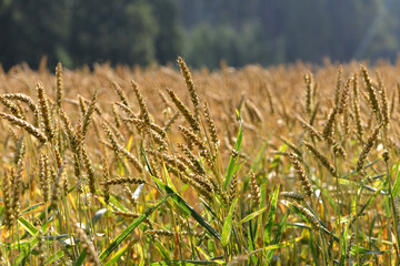 Fototapeta premium Weizen, Winterweizen, Triticum aestivum L.