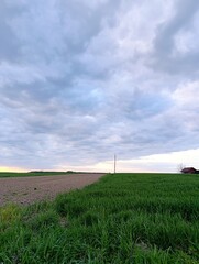 The meeting point of sown land and freshly plowed soil — a quiet scene of nature preparing for...