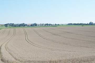 Weizen,  Winterweizen,  Triticum aestivum