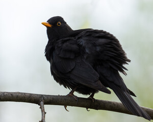 A Male Blackbird (Turdus Merula) is Resting on a Leafless Branch on a Cold Early Spring Day