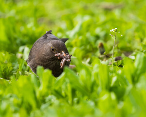 A Female Blackbird (Turdus Merula) is Hiding in the Grass and Holding a Bunch of Worms in Its Beak
