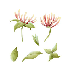 Honeysuckle flowers and leaves watercolor illustration set isolated on white. Tropical garden yellow and pink vine plant for spring and summer floral nature designs