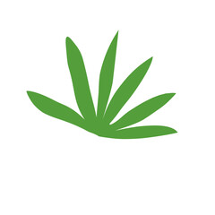 aloe vera plant leaf