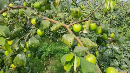 Fruit tree with unripe Red jujube fruits or apple kul boroi in the autumn garden