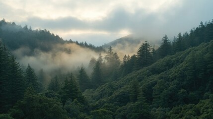 Obraz premium Misty Mountain Forest at Dawn: A Serene Landscape