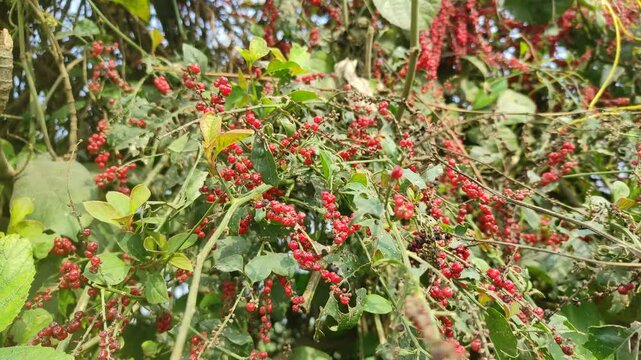 Heart leaved moonseed fruit, Tinospora Cordifolia Fruit and leaf in the garden.