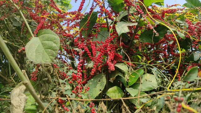 Heart leaved moonseed fruit, Tinospora Cordifolia Fruit and leaf in the garden.